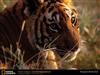 bengal-tiger-closeup.jpg